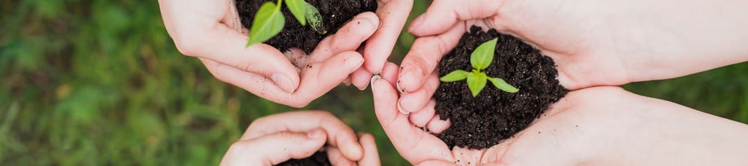 Hands holding plant