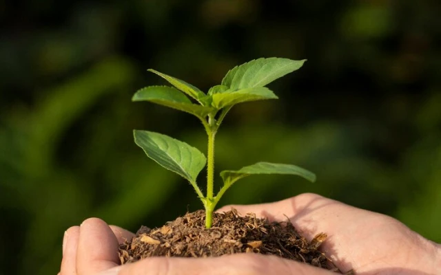 Gift Boxes - img eco big